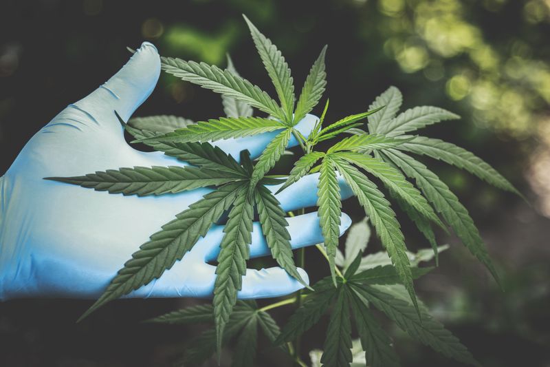 Premium cannabis flower — quality Ontario-grown bud