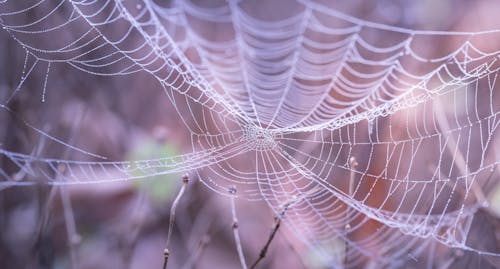 免费 Faytime在森林里的白色蜘蛛网 素材图片