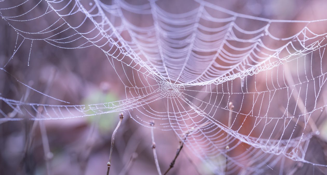 Kostenlos Weißes Spinnennetz Im Wald Während Der Faytime Stock-Foto