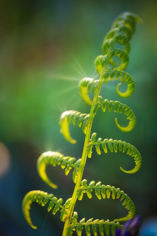 Green Fern