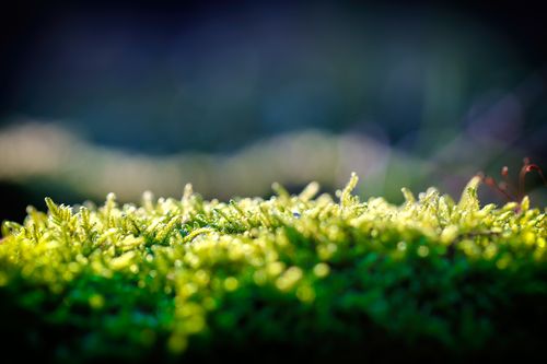 Free Close-up of lush green moss illuminated by natural sunlight creating a vibrant, serene scene. Stock Photo