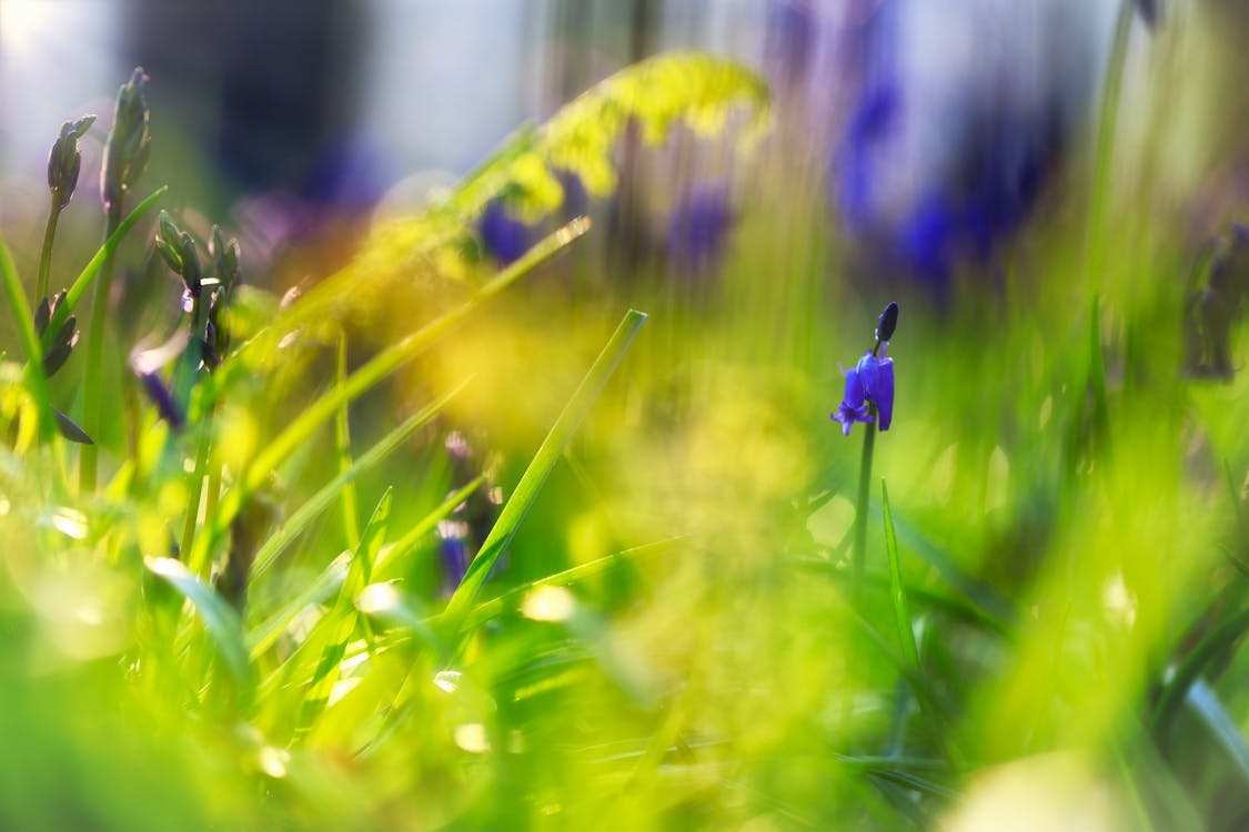 Selective Focus Photography of Purple Flower