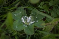 户外绿叶上，新鲜露珠形成心形的特写镜头