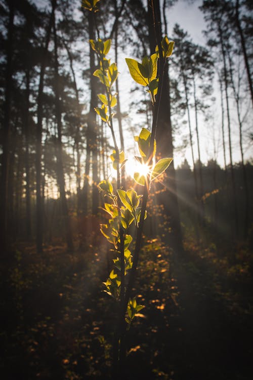 Imagine de stoc gratuită din backlit, creștere, frumos