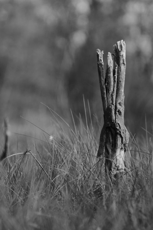 Free Monochrome image of a weathered tree stump amid tall grass in a tranquil field. Stock Photo