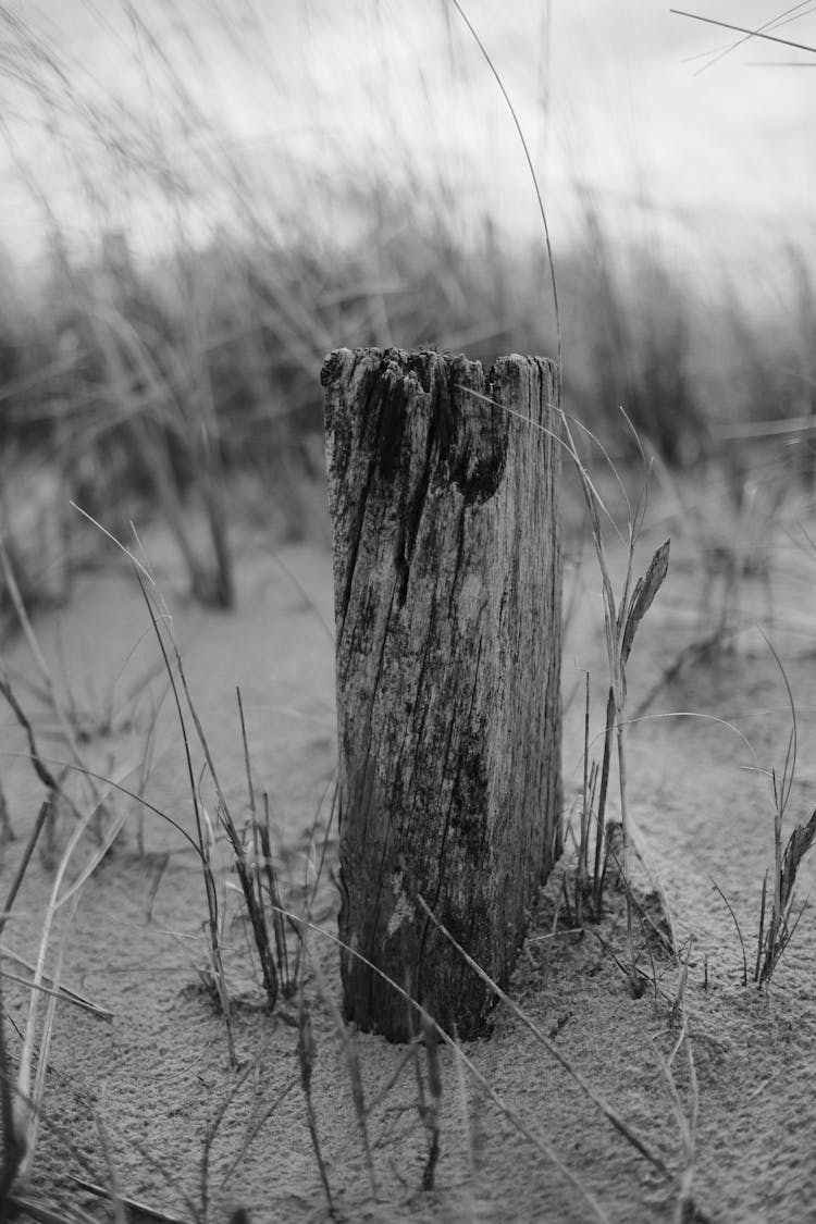 Close Up Of A Wooden Post