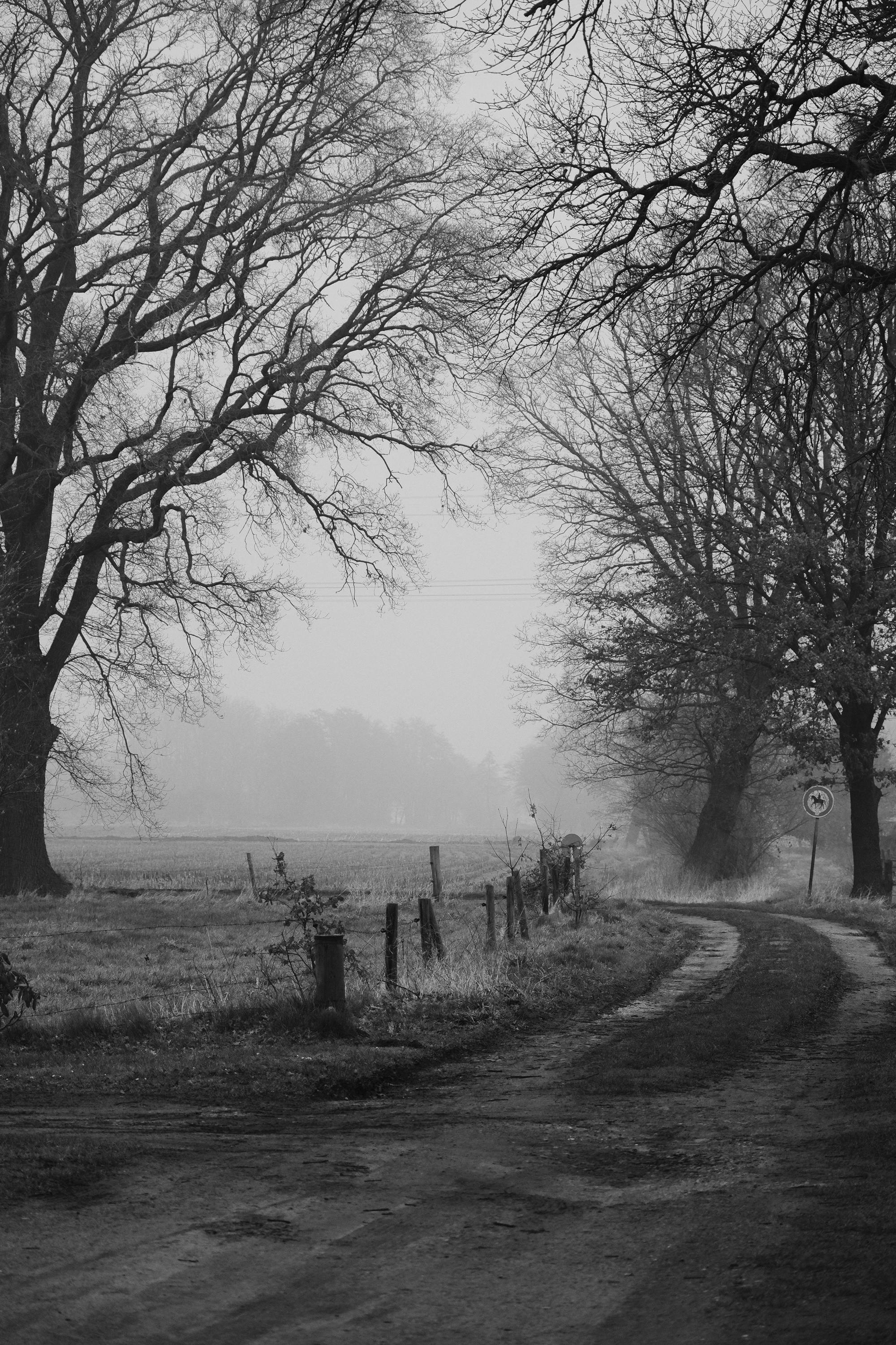 Black and white image of a rural countryside with a foggy dirt road and bare winter trees.