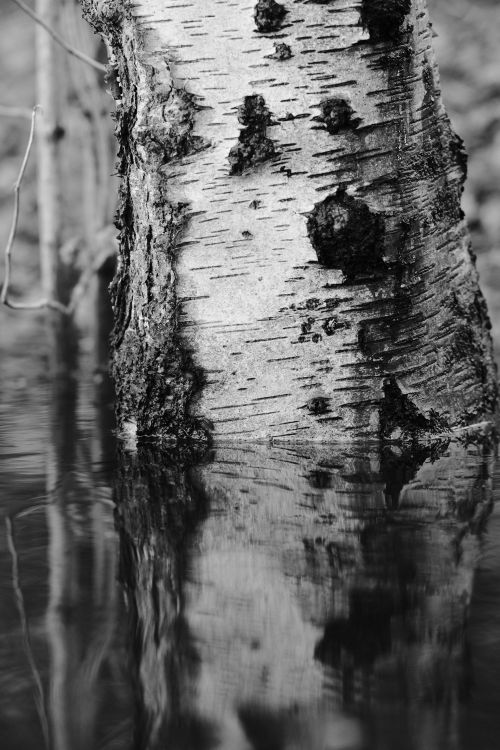 Free Close-up of a birch tree reflecting in calm water in a monochromatic style. Stock Photo