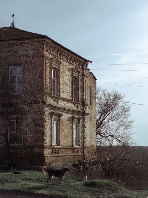 Бесплатное стоковое фото с dog, old house, вертикальный выстрел