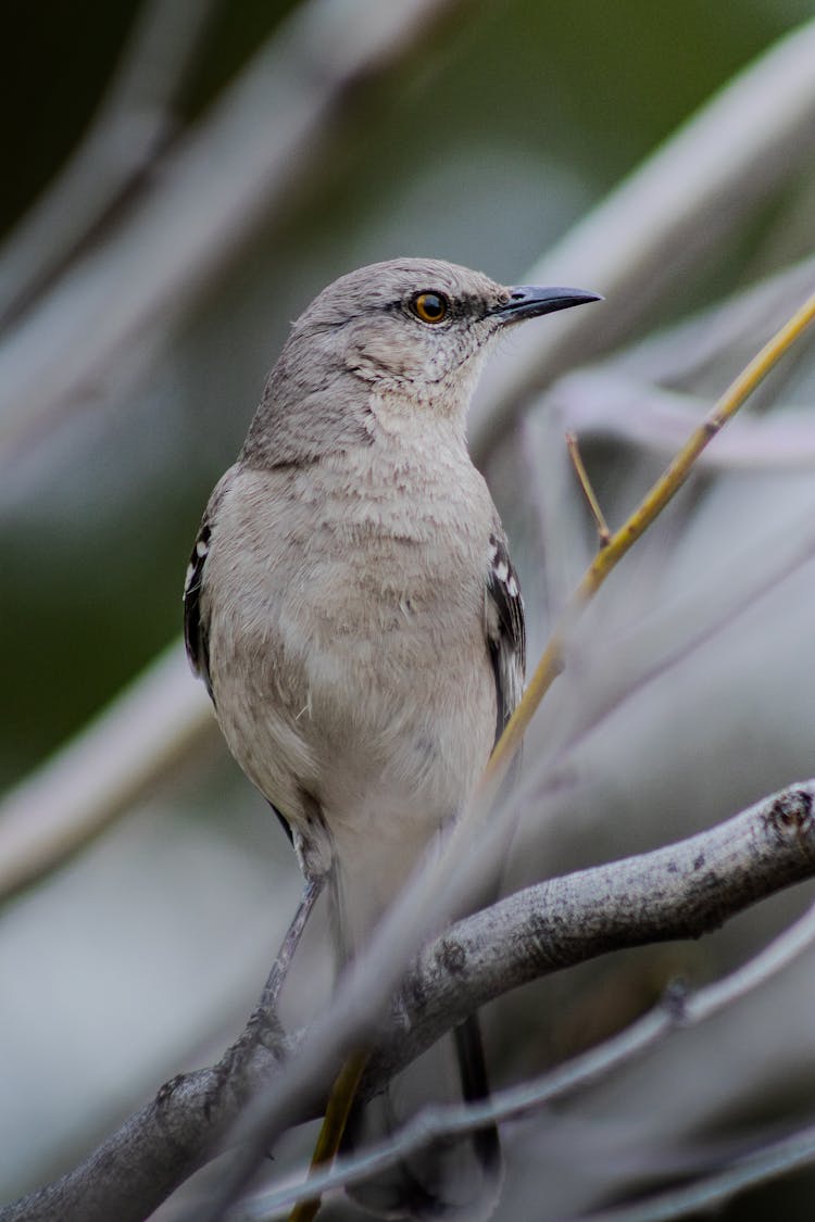 Mockingbird In Nature