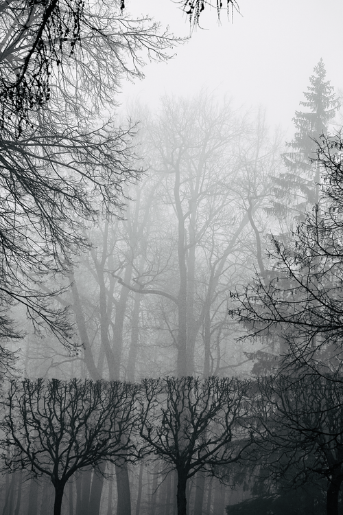 Free Atmospheric black and white photo of a misty forest with bare trees. Stock Photo