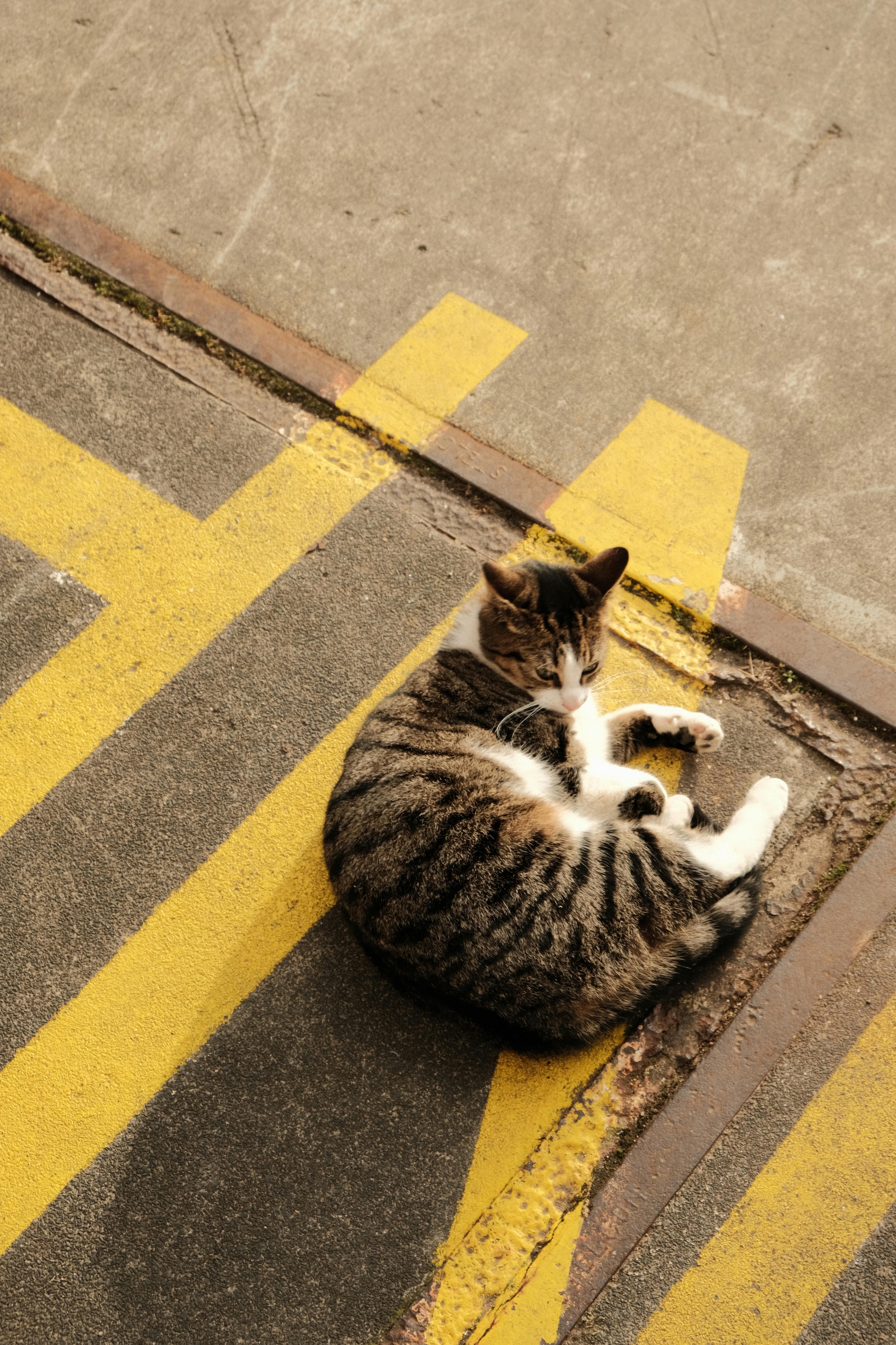 A tabby cat relaxes on a concrete pavement with yellow markings in an urban setting.