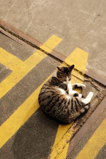 A tabby cat relaxes on a concrete pavement with yellow markings in an urban setting.