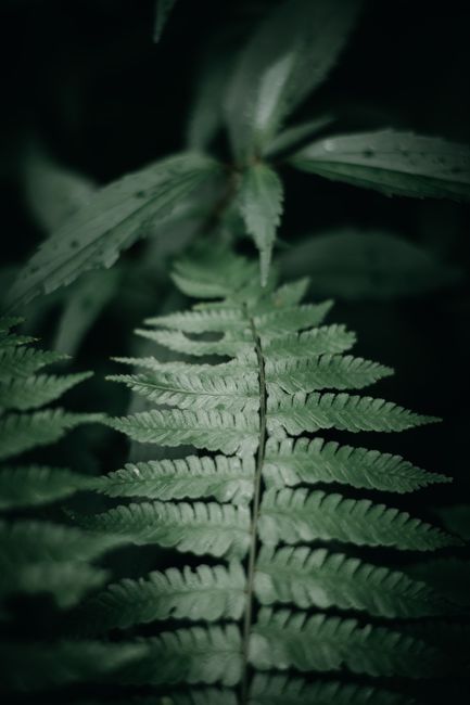 Macro image of vibrant green fern leaves showcasing natural textures and growth patterns.