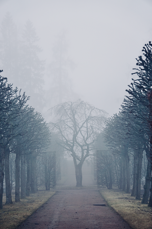 Free Serene misty park with a foggy tree-lined pathway, creating an ethereal atmosphere. Stock Photo