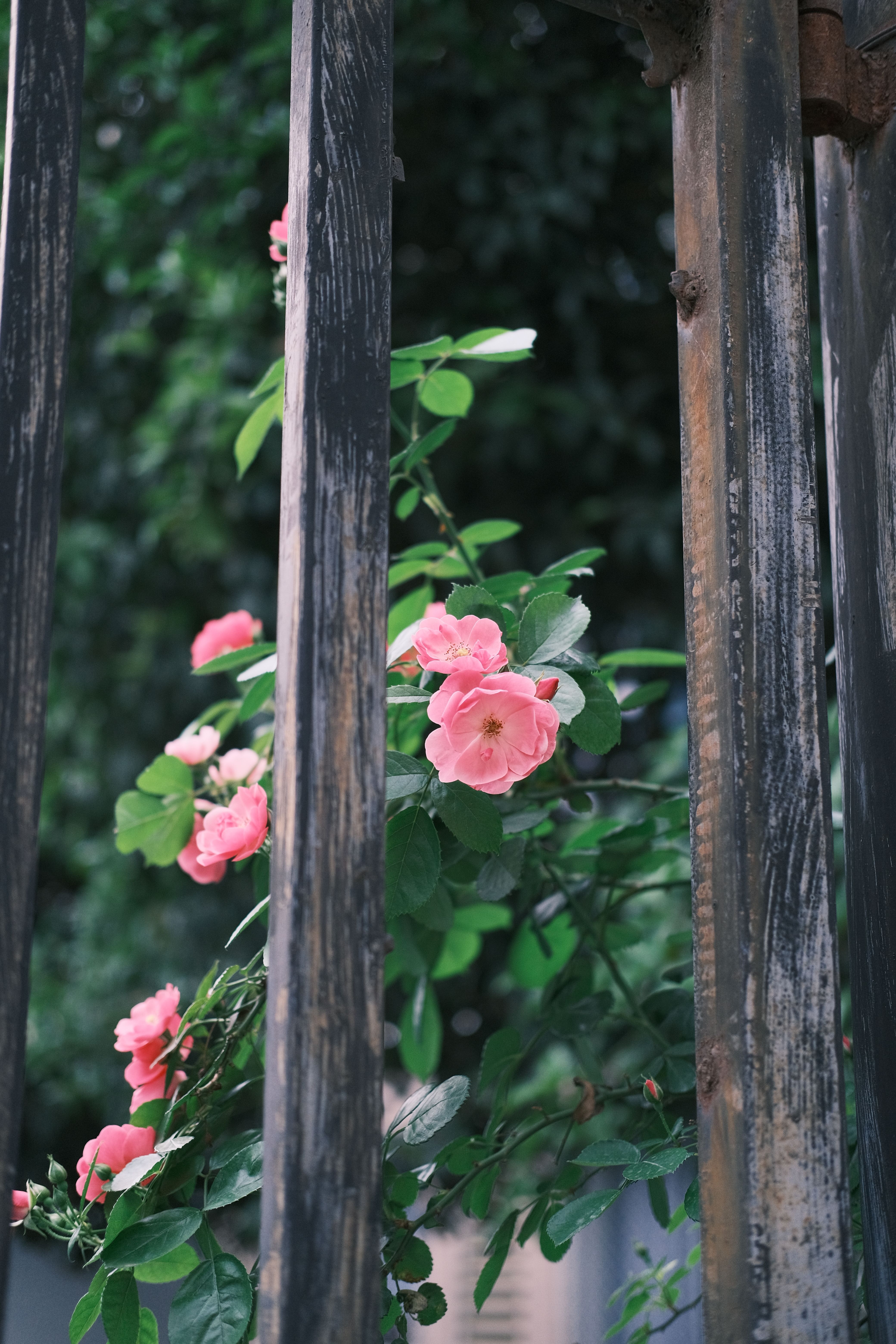 Pink Roses behind a Wooden Fence · Free Stock Photo