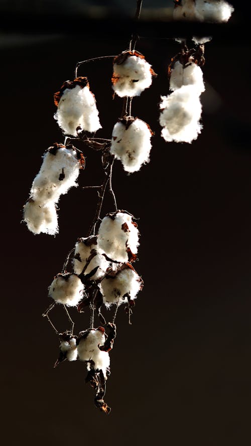 Free stock photo of agriculture, cotton, cotton plant