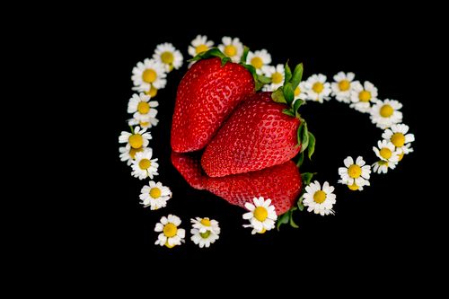 Free stock photo of beautiful flowers, camomile, chamomile Stock Photo