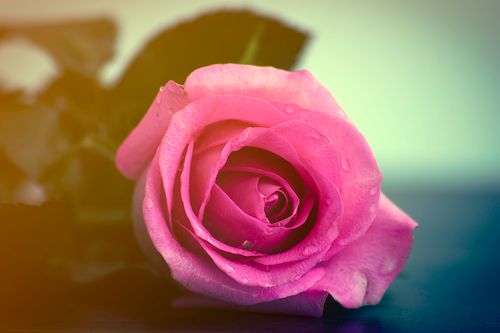 Free stock photo of pink roses Stock Photo