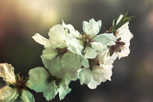 Foto stok gratis bunga pohon