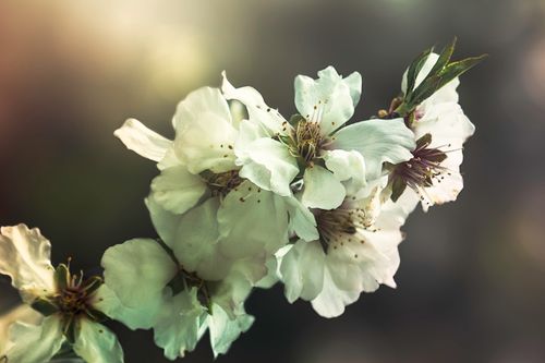 Free stock photo of tree flower Stock Photo