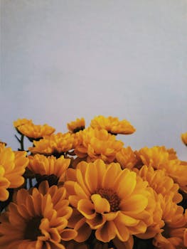 一簇盛开的黄色菊花在素净的背景下，色彩显得格外鲜艳