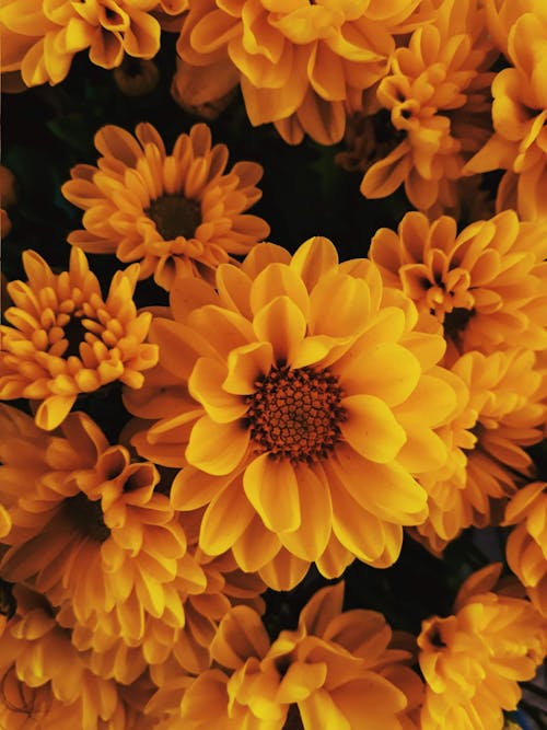 Gelbblättrige Blumen