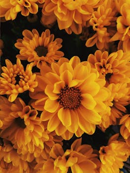 这张充满活力的黄色菊花特写，展现了其复杂的花瓣与自然之美