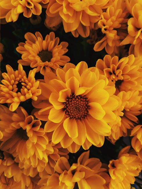 Close-up view of vibrant yellow chrysanthemums showcasing their intricate petals and natural beauty.