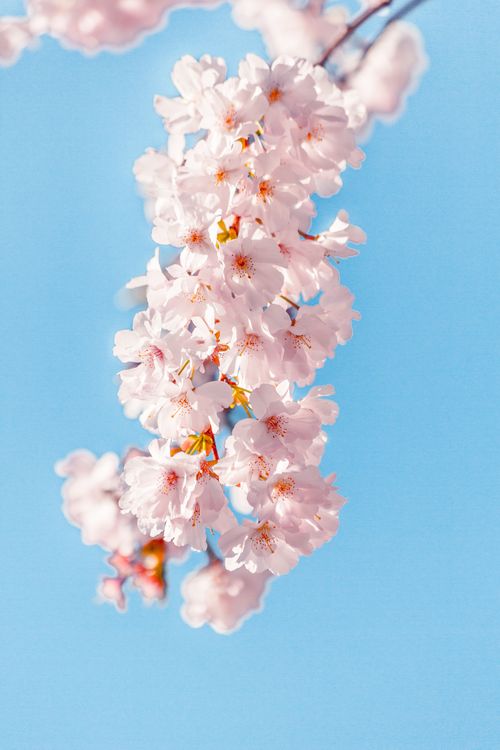 Free Close-up of vibrant cherry blossoms in full bloom under a clear blue sky, symbolizing spring. Stock Photo