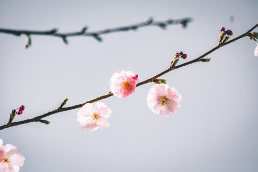 Beautiful pink cherry blossoms in full bloom against a clear sky. Perfect springtime nature scene.