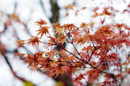 Close-up of colorful Japanese maple leaves in full autumn glory.