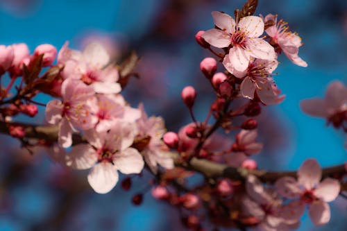 Ingyenes stockfotó tavasz, virág, virágzás témában