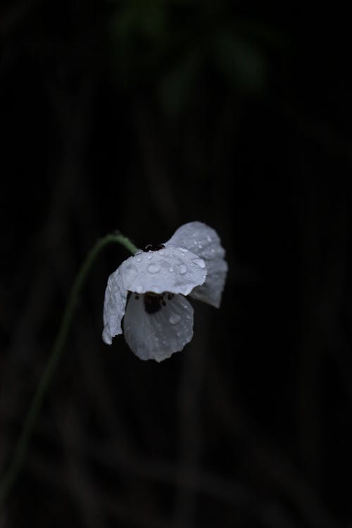 Darmowe zdjęcie z galerii z białe kwiaty, bokeh, ciemnozielone rośliny