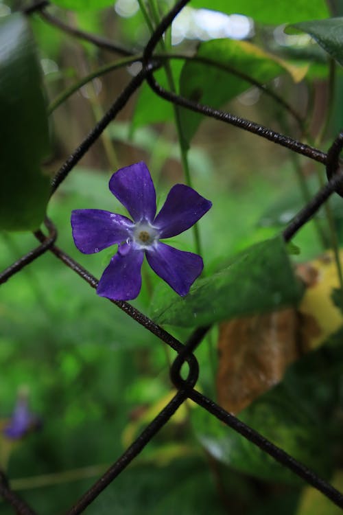 Darmowe zdjęcie z galerii z białe kwiaty, bokeh, ciemnozielone rośliny