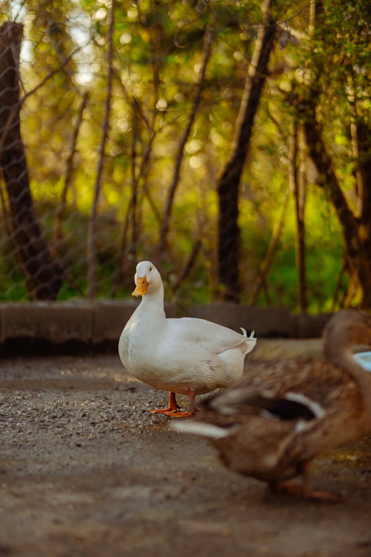 Geese Walking On A Farm Yard