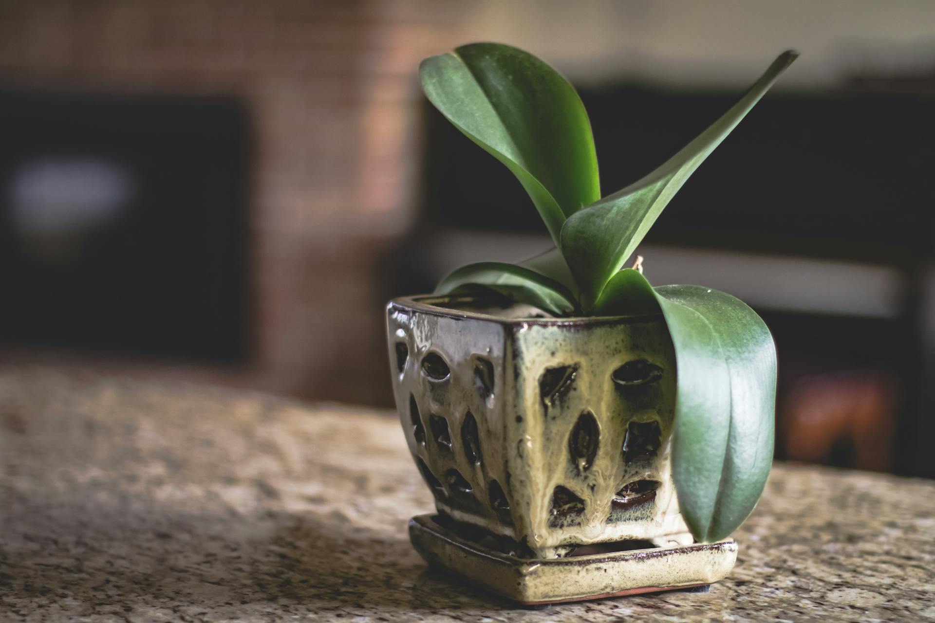 Close-up of a green plant in a decorative pot on a marble surface, showcasing elegant home decor.