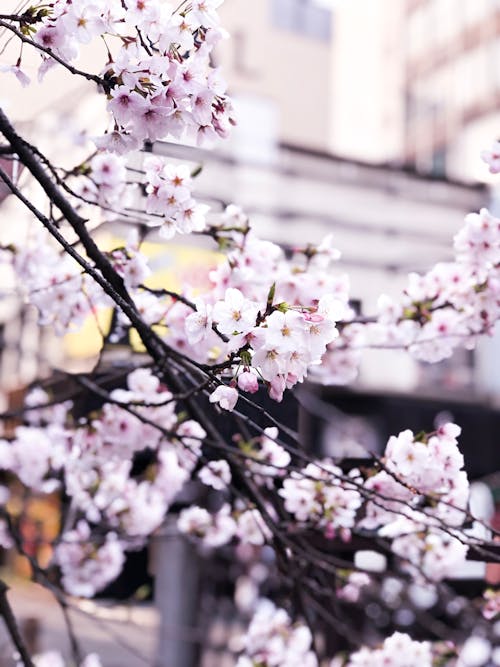 Селективная фокусировка цветов сакуры