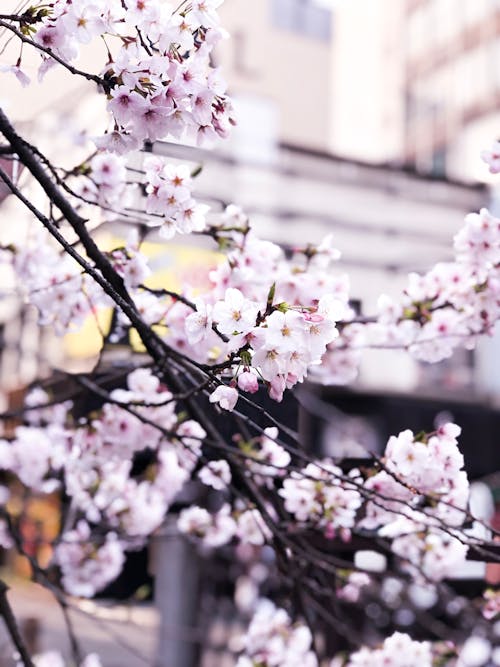 Fotografía De Enfoque Selectivo De Flores De Cerezo