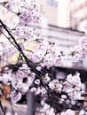 城市背景下，精致的樱花盛开，象征着春天