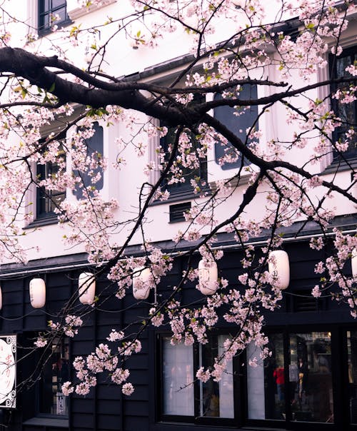 Foto De Uma árvore Em Flor De Cerejeira Na Frente De Um Prédio