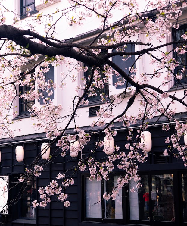 Free Photo of Cherry Blossom Tree in Front of a Building Stock Photo