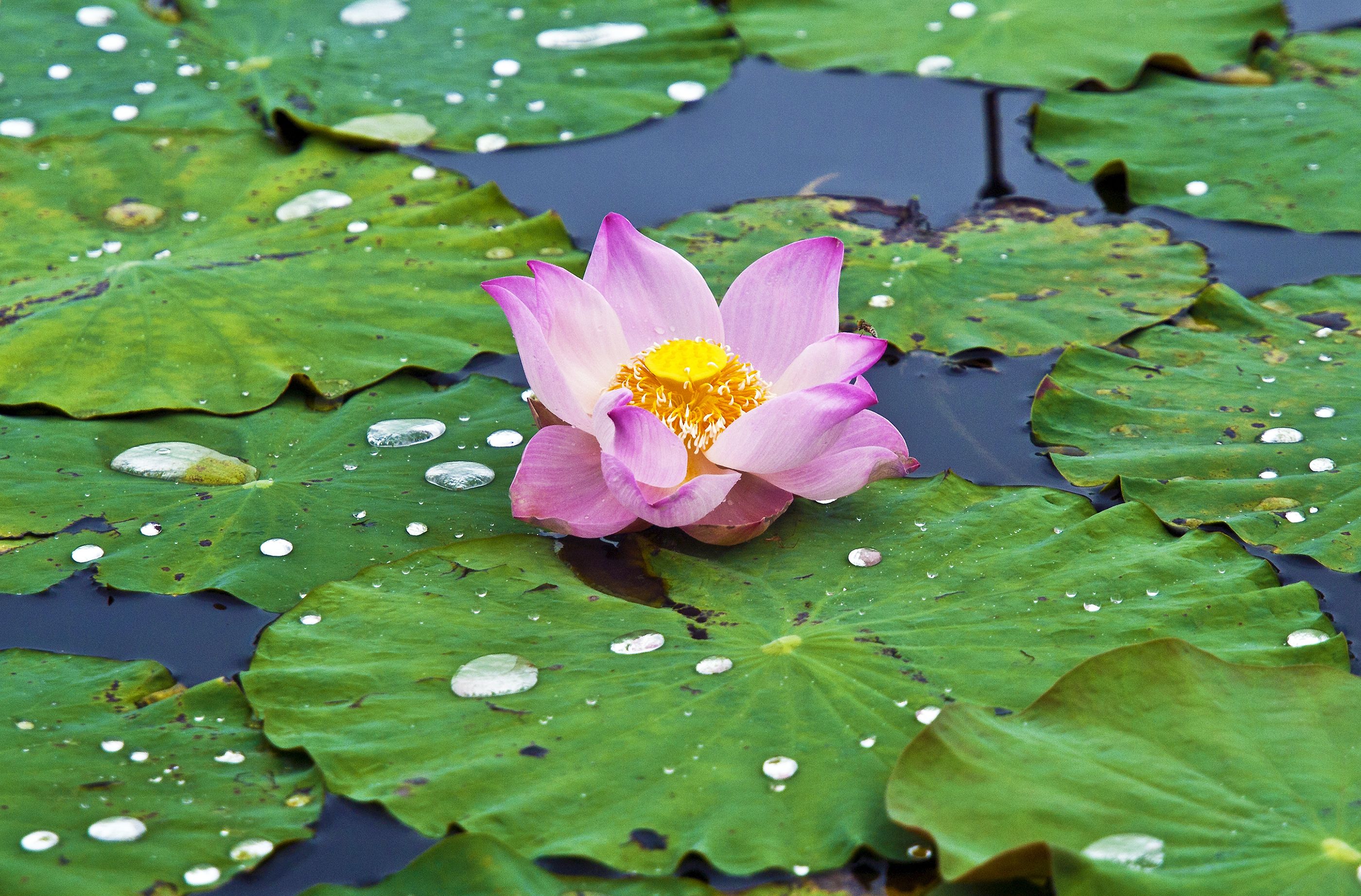 Lotus Lake