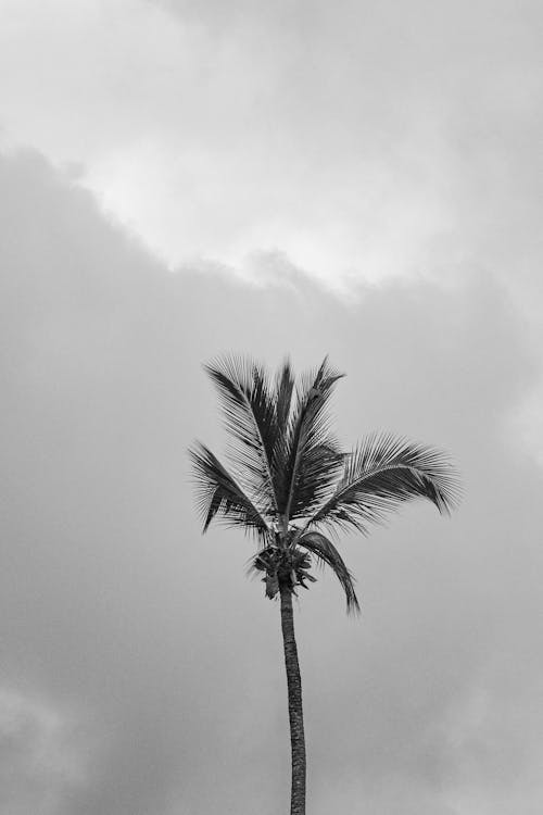 Gratis lagerfoto af blad, caribiske hav, kokosnød