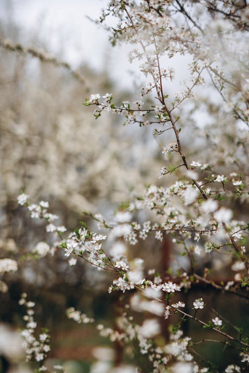 Fotobanka s bezplatnými fotkami na tému Apple, čerešňa, čerešňový kvet