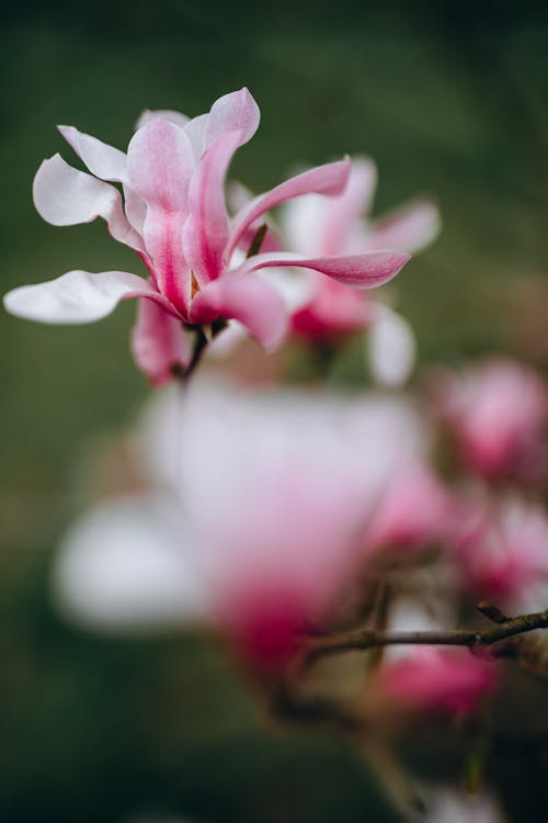 A close up of a pink flower on a branch