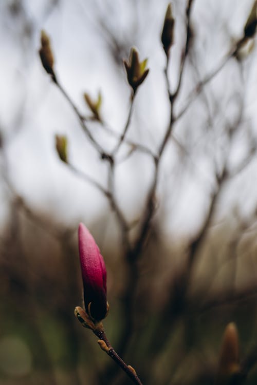 Free stock photo of magnolia