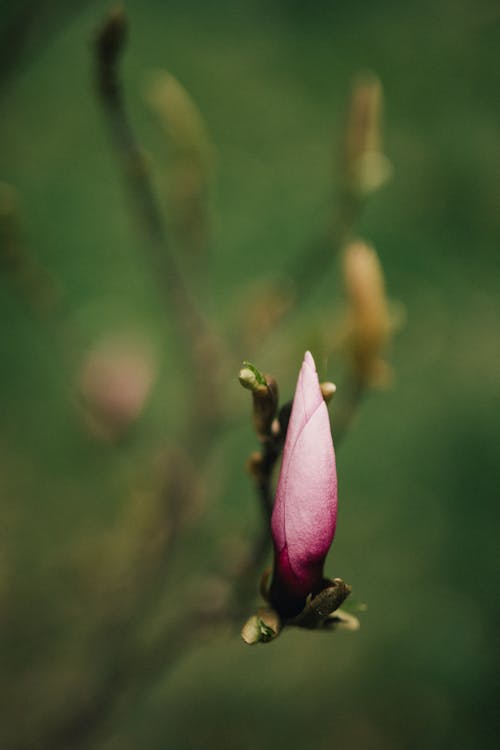 Fotos de stock gratuitas de enfoque selectivo, fondo verde, magnolia