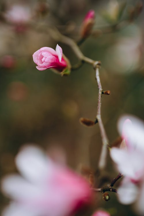 A close up of a pink flower on a branch