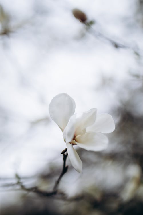 A single white flower on a branch